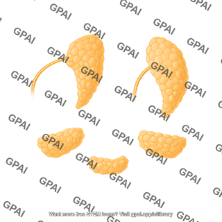 Salivary glands