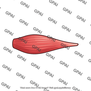 Fusiform muscle