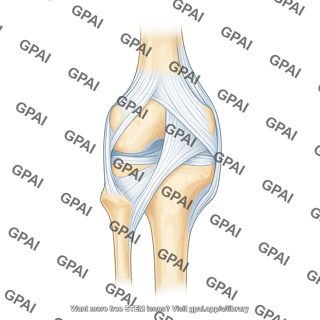 Knee joint capsule posterior