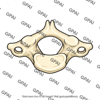 Vertebra c3