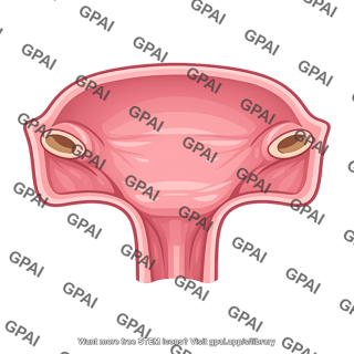 Nasopharynx