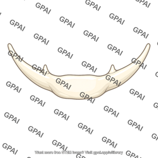 Hyoid bone