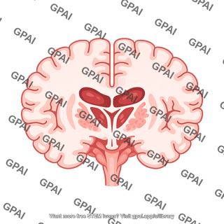 Brain coronal cut simplified