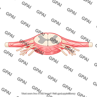 Spinal pia mater