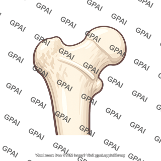 Proximal femur