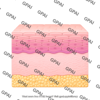 Skin epithelium 3d with epidermic and hypodermis cells
