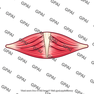 Dorsal interosseous muscle