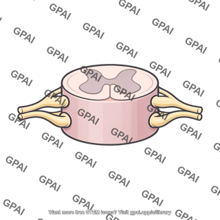 Spinal cord segment t1