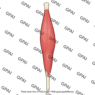 Long head of triceps brachii