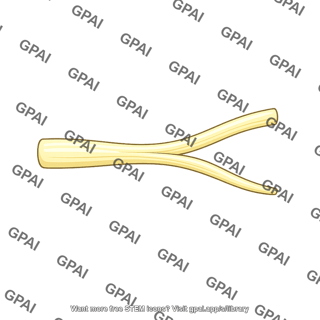 Vestibulocochlear nerve