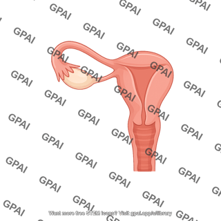 Uterus lateral view