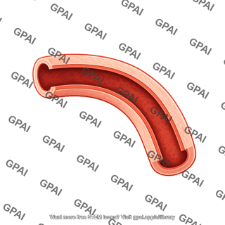 Vessel cross section arteriole adventitia