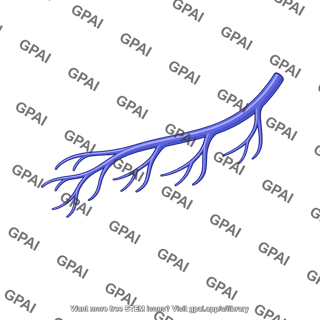Jejunal vein