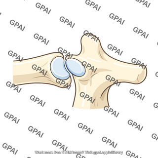 Costotransverse joint