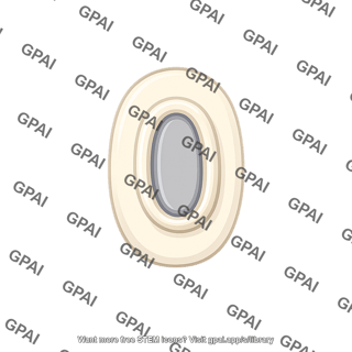 Oval window