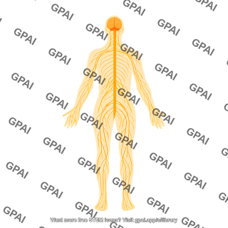 Nervous sytem in body