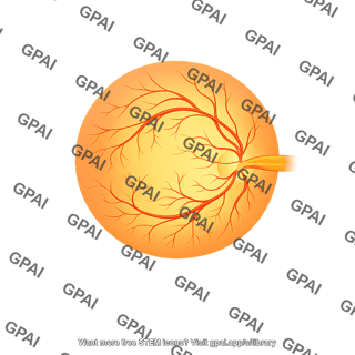 Eye retina arteries only