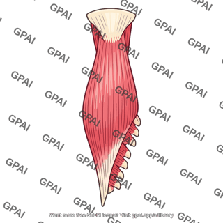 Semispinalis capitis