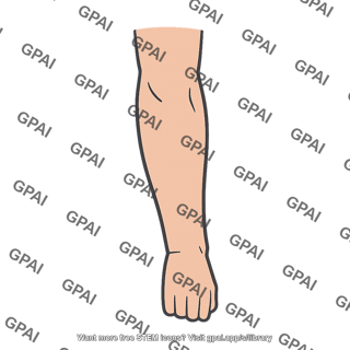 Posterior forearm