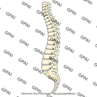 Vertebral column lateral