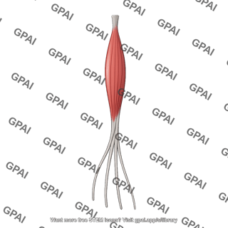 Extensor digitorum longus anterior
