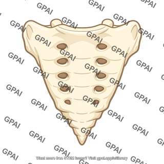 Sacrum anterior
