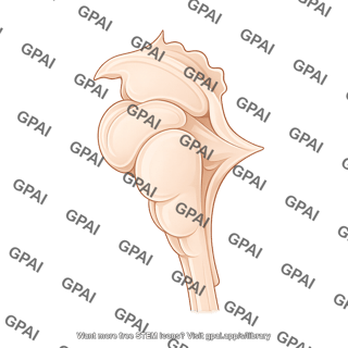 Brainstem sagittal sections