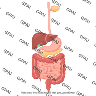 Digestive system 2 297