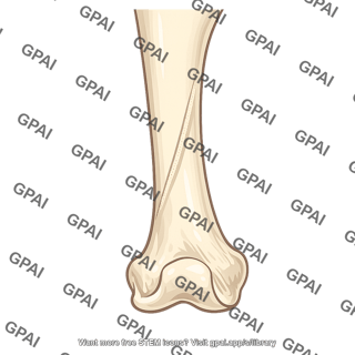 Distal femur