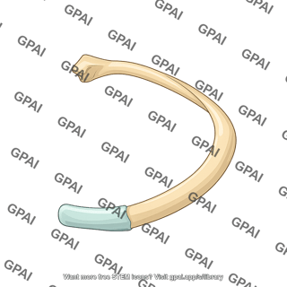 Rib generic anterior