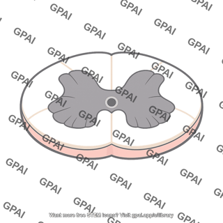 Spinal cord cross section