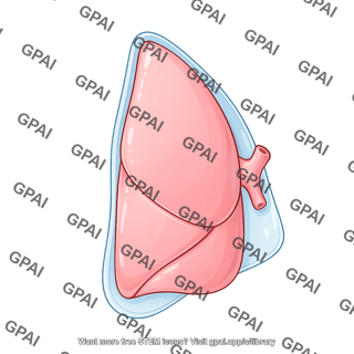 Lung lobe left with pleura