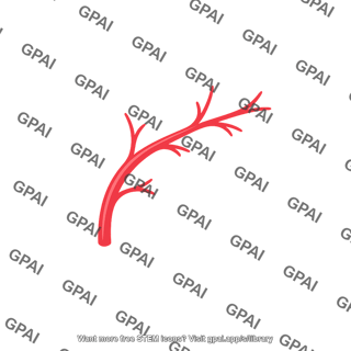 Branching artery
