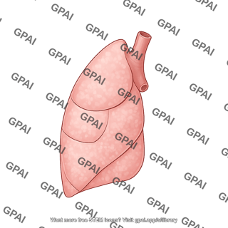 Lung right