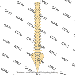 Spine posterior 125