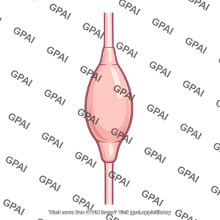 Ampulla of ductus deferens