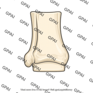 Distal tibia