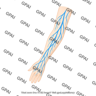 Veins upper limb on body