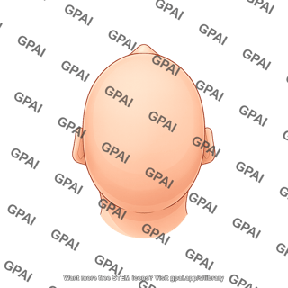 Adult head superior hairless