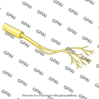 Ulnar nerve deep branch