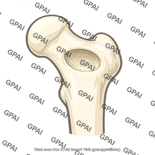 Obturator externus impression