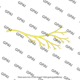 Branching nerve