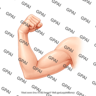 Arm bent anterior