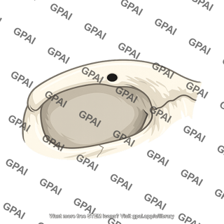 Supraorbital foramen