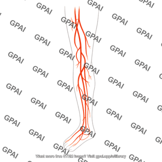 Leg vasculature