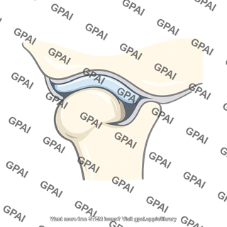 Temporomandibular joint
