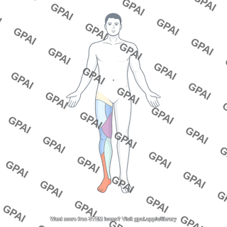Lower limb dermatomes anterior on full body