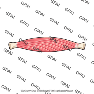 Skeletal muscle