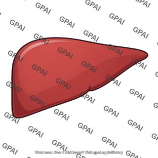 Right liver lobe