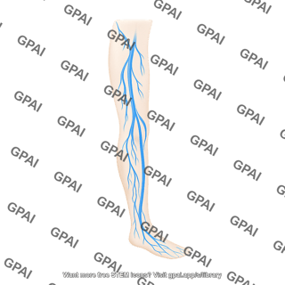 Veins lower limb on body